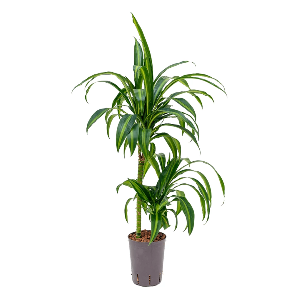 corn-plant-main